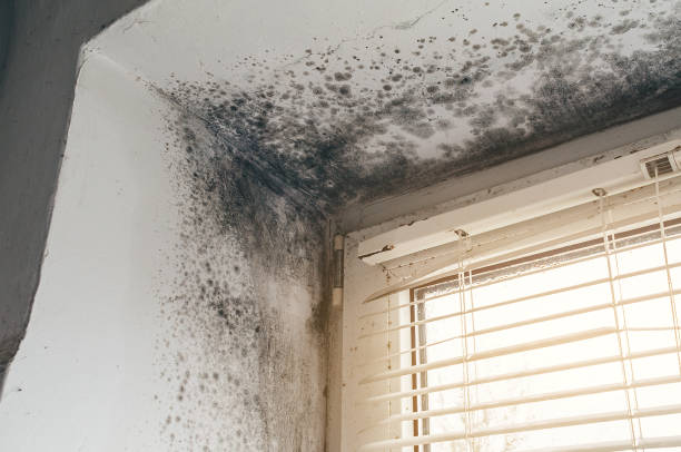 Affordable Mold Cleanup solutions in Hampstead, NC